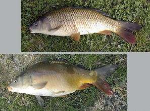 三道鳞是什么鱼多少钱一斤