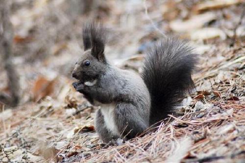 松鼠的尾巴有什么用处？