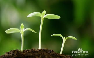 过渡句在一篇文章中的作用是什么？