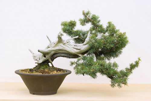 榆树盆景怎么养护