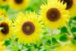 电脑向日葵是什么软件