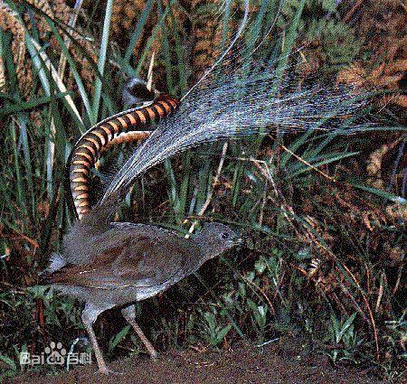 琴鸟的外貌和特点