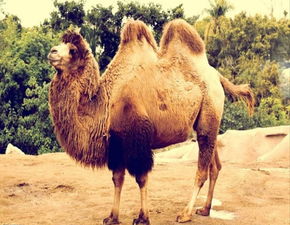 魔兽世界的老鸟们问下奥丹姆的那个骆驼怎么获得到