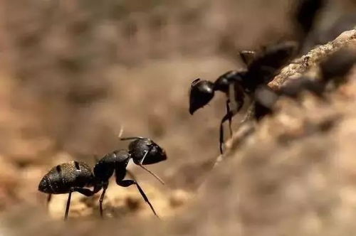 我在百度搜索到一张图是蚂蚁图库的，怎么找出来？