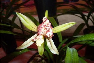 兰花土的配制方法图解，兰花的养殖方法用什么土