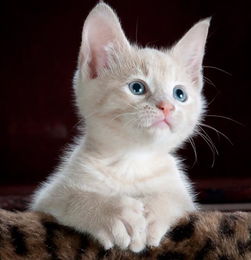 梦见猫说话人话了