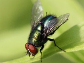 养殖苍蝇产蛆市场价格