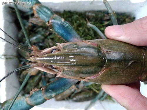 红虾和青虾有什么区别