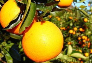 我去买几个橘子,你就站在此地什么意思？