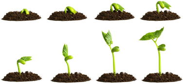 种子网上备案app下载,种子网上备案怎么备