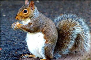 松鼠的尾巴有什么作用