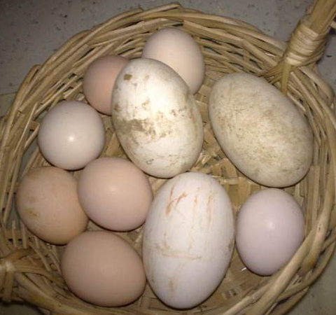 鹅蛋怎么做好吃又营养