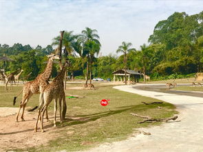 据说99%的人，都不知道在长隆野生动物园怎么玩