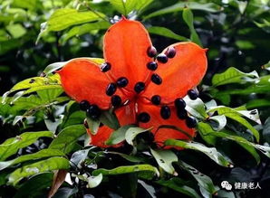 屎瓜的功效与作用