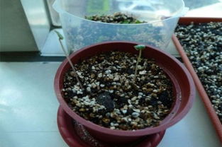 仙客来种子怎么种发芽快视频