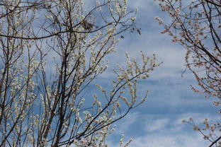 草什么莺什么四字成语