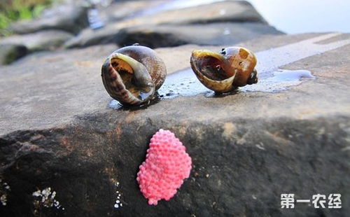 福寿螺和田螺的区别哪一个好吃,福寿螺和田螺的区别