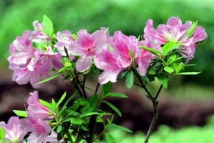 中国国花是什么花图片