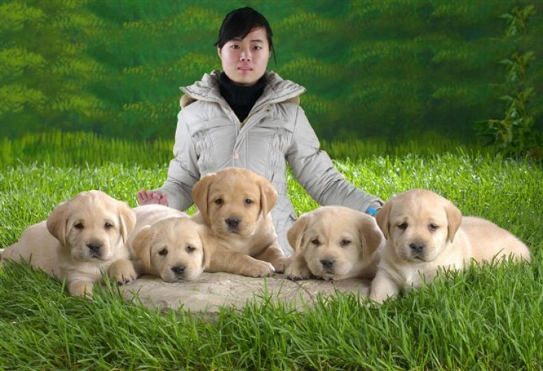 狗狗哪些品种图片大全