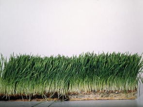 补补丁草的功效与作用图，补补丁草的功效与作用的功效与作用