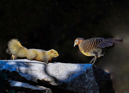 lol在老鼠台怎么还有这么多人看