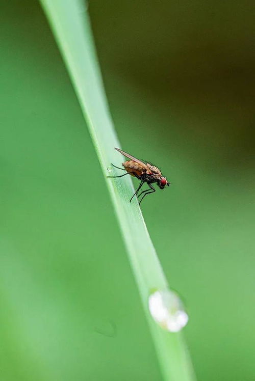 益虫和害虫中班教案