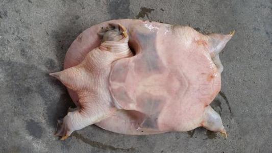 甲鱼的杀法 甲鱼怎么杀