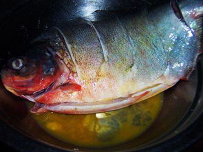 鲳鱼的做法家常做法，小白鲳鱼怎么做好吃