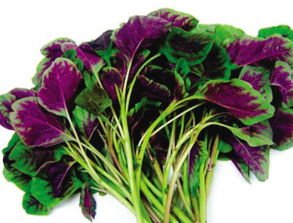 苋菜长什么样子的谁有图片