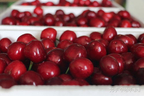 车厘子自由 英文,车厘子自由等级