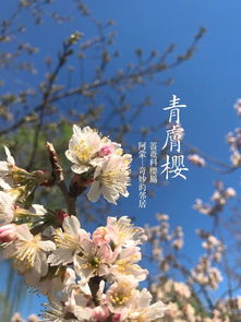 樱花树结的果子叫什么果子