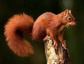 松鼠的尾巴有什么作用？