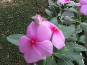 所有常见花的名字，越多越好