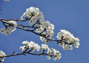 梨花体诗歌,梨花体诗歌的特点