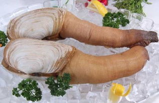 象拔蚌怎么做好吃?