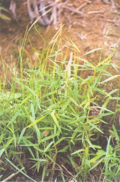 毛草图片功效与作用