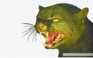 世界上十大神秘生物你知道几个？