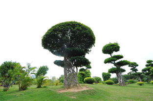 大树网有什么用?