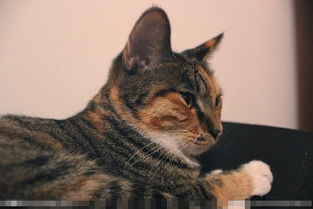 猫的寿命一般有多长时间