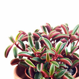 红背椒草多肉怎么养殖