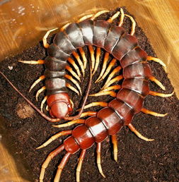 世界上最大的蜈蚣是什么