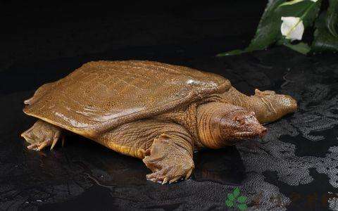 甲鱼怎么杀 方法