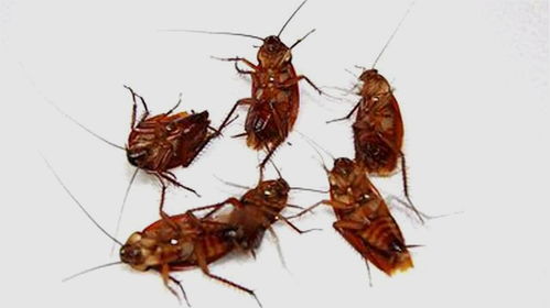 杀蟑螂最有效的方法