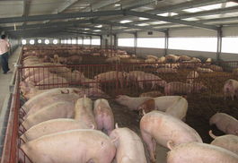 网易为什么被称为养猪场？