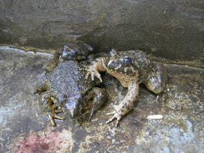 石蛙的生活习性