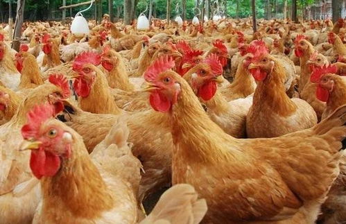 德州817毛鸡价格？