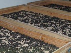 在家养殖什么赚钱？？成本不能太高。