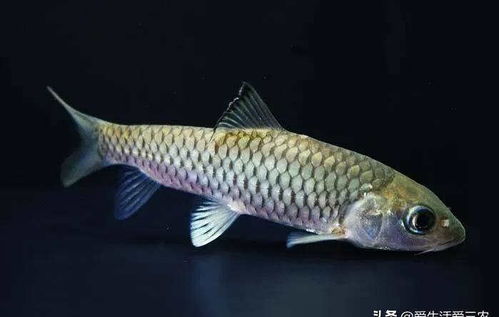 淡水养殖什么鱼好养利润高,淡水鱼养殖技术和管理