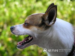 爱狗网的论坛进不去？？？