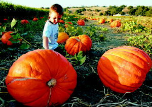 巨型南瓜能吃吗